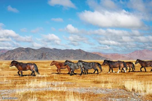 Train de luxe L'Or des Tsars - Mongolie