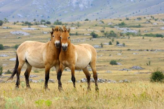 Transsiberien - Mongolie